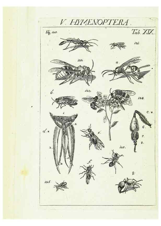 Reproducción/Reproduction 9181727891: Die Kennzeichen der Insekten, nach Anleitung des Königl. schwed. Ritters und Leibarzts Karl Linnaeus, durch XXIV.. Zürich,Heidegger und comp.,1761.