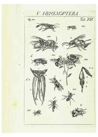Reproducción/Reproduction 9181727891: Die Kennzeichen der Insekten, nach Anleitung des Königl. schwed. Ritters und Leibarzts Karl Linnaeus, durch XXIV.. Zürich,Heidegger und comp.,1761.