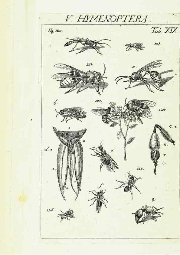 Reproducción/Reproduction 9181727891: Die Kennzeichen der Insekten, nach Anleitung des Königl. schwed. Ritters und Leibarzts Karl Linnaeus, durch XXIV.. Zürich,Heidegger und comp.,1761.
