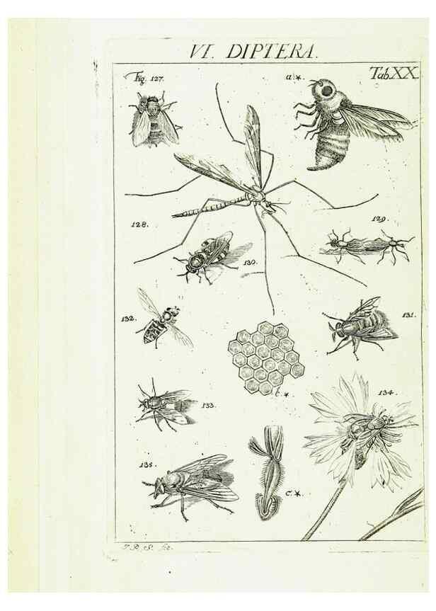 Reproducción/Reproduction 9183941678: Die Kennzeichen der Insekten, nach Anleitung des Königl. schwed. Ritters und Leibarzts Karl Linnaeus, durch XXIV.. Zürich,Heidegger und comp.,1761.