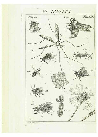 Reproducción/Reproduction 9183941678: Die Kennzeichen der Insekten, nach Anleitung des Königl. schwed. Ritters und Leibarzts Karl Linnaeus, durch XXIV.. Zürich,Heidegger und comp.,1761.