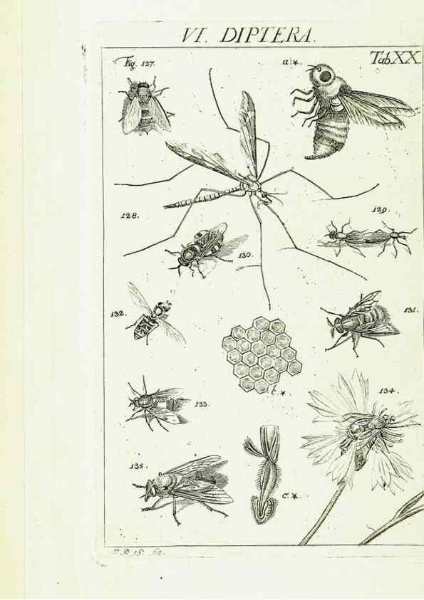 Reproducción/Reproduction 9183941678: Die Kennzeichen der Insekten, nach Anleitung des Königl. schwed. Ritters und Leibarzts Karl Linnaeus, durch XXIV.. Zürich,Heidegger und comp.,1761.