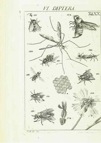 Reproducción/Reproduction 9183941678: Die Kennzeichen der Insekten, nach Anleitung des Königl. schwed. Ritters und Leibarzts Karl Linnaeus, durch XXIV.. Zürich,Heidegger und comp.,1761.