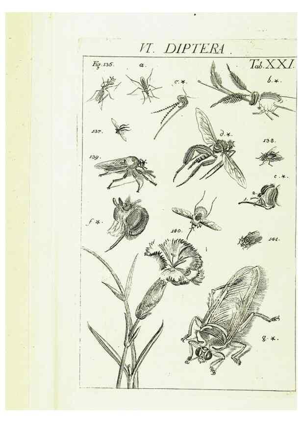 Reproducción/Reproduction 9181730887: Die Kennzeichen der Insekten, nach Anleitung des Königl. schwed. Ritters und Leibarzts Karl Linnaeus, durch XXIV.. Zürich,Heidegger und comp.,1761.