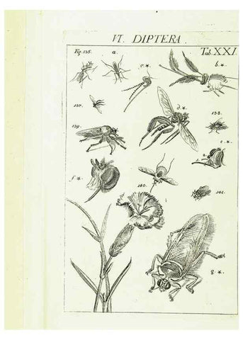 Reproducción/Reproduction 9181730887: Die Kennzeichen der Insekten, nach Anleitung des Königl. schwed. Ritters und Leibarzts Karl Linnaeus, durch XXIV.. Zürich,Heidegger und comp.,1761.