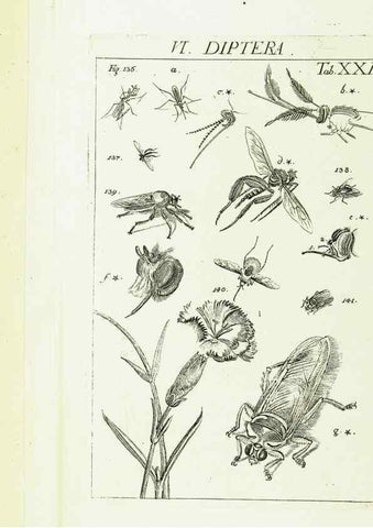 Reproducción/Reproduction 9181730887: Die Kennzeichen der Insekten, nach Anleitung des Königl. schwed. Ritters und Leibarzts Karl Linnaeus, durch XXIV.. Zürich,Heidegger und comp.,1761.