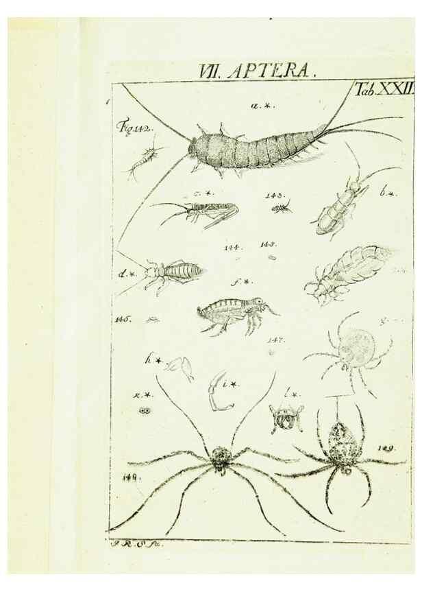 Reproducción/Reproduction 9181732225: Die Kennzeichen der Insekten, nach Anleitung des Königl. schwed. Ritters und Leibarzts Karl Linnaeus, durch XXIV.. Zürich,Heidegger und comp.,1761.
