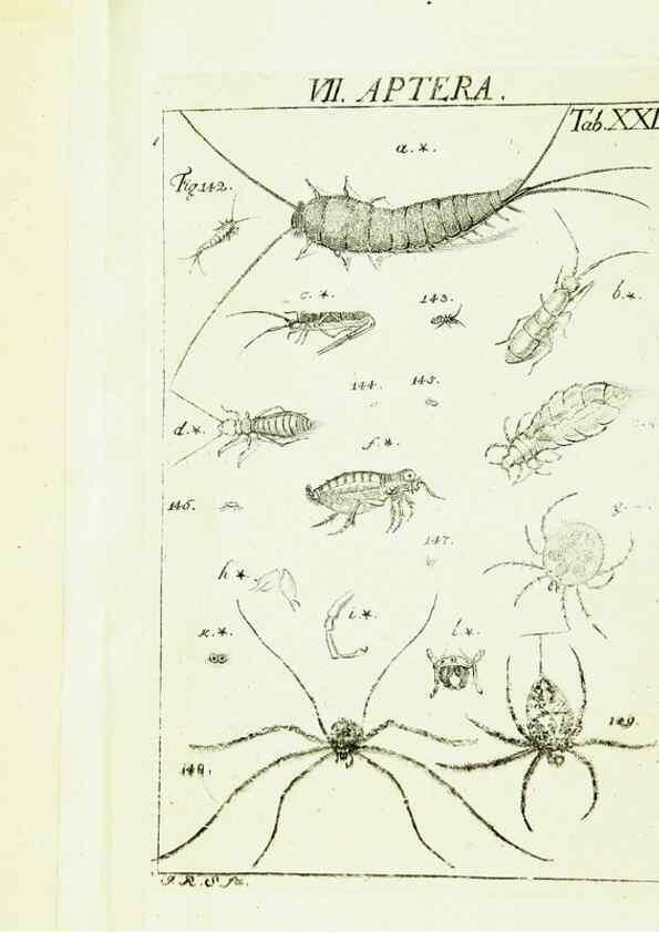 Reproducción/Reproduction 9181732225: Die Kennzeichen der Insekten, nach Anleitung des Königl. schwed. Ritters und Leibarzts Karl Linnaeus, durch XXIV.. Zürich,Heidegger und comp.,1761.