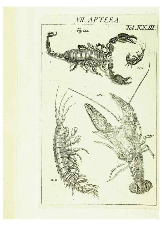 Reproducción/Reproduction 9183946466: Die Kennzeichen der Insekten, nach Anleitung des Königl. schwed. Ritters und Leibarzts Karl Linnaeus, durch XXIV.. Zürich,Heidegger und comp.,1761.