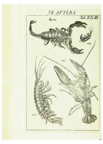 Reproducción/Reproduction 9183946466: Die Kennzeichen der Insekten, nach Anleitung des Königl. schwed. Ritters und Leibarzts Karl Linnaeus, durch XXIV.. Zürich,Heidegger und comp.,1761.