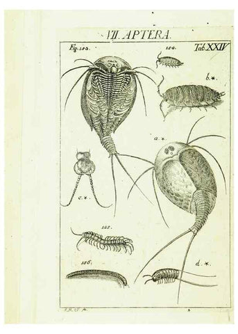 Reproducción/Reproduction 9181735319: Die Kennzeichen der Insekten, nach Anleitung des Königl. schwed. Ritters und Leibarzts Karl Linnaeus, durch XXIV.. Zürich,Heidegger und comp.,1761.