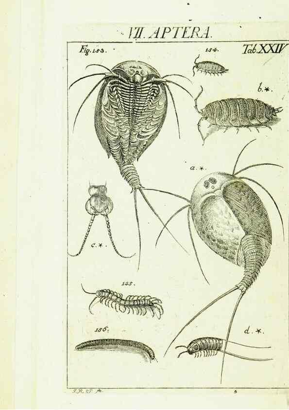 Reproducción/Reproduction 9181735319: Die Kennzeichen der Insekten, nach Anleitung des Königl. schwed. Ritters und Leibarzts Karl Linnaeus, durch XXIV.. Zürich,Heidegger und comp.,1761.