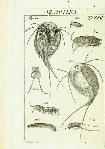 Reproducción/Reproduction 9181735319: Die Kennzeichen der Insekten, nach Anleitung des Königl. schwed. Ritters und Leibarzts Karl Linnaeus, durch XXIV.. Zürich,Heidegger und comp.,1761.