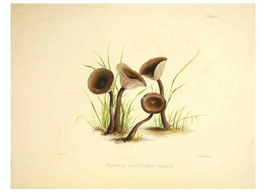Reproducción/Reproduction 9184926524: Illustrations of British mycology,. London,Reeve, Benham and Reeve,1847-55.
