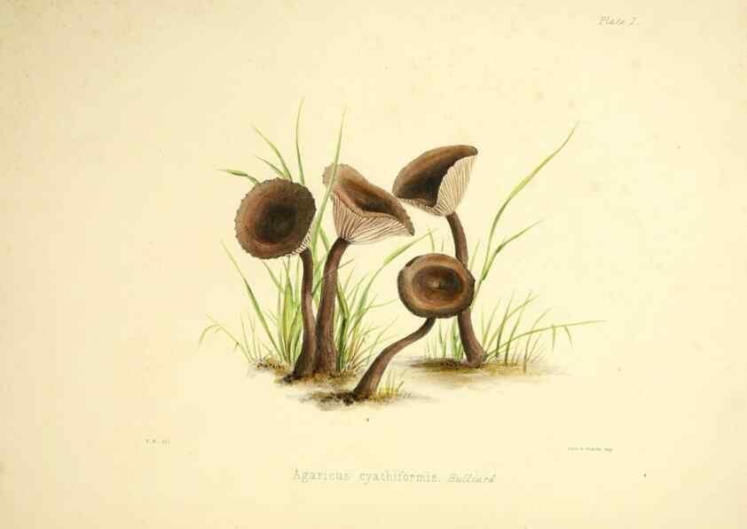 Reproducción/Reproduction 9184926524: Illustrations of British mycology,. London,Reeve, Benham and Reeve,1847-55.