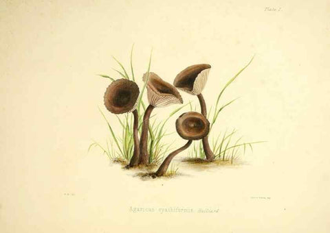 Reproducción/Reproduction 9184926524: Illustrations of British mycology,. London,Reeve, Benham and Reeve,1847-55.