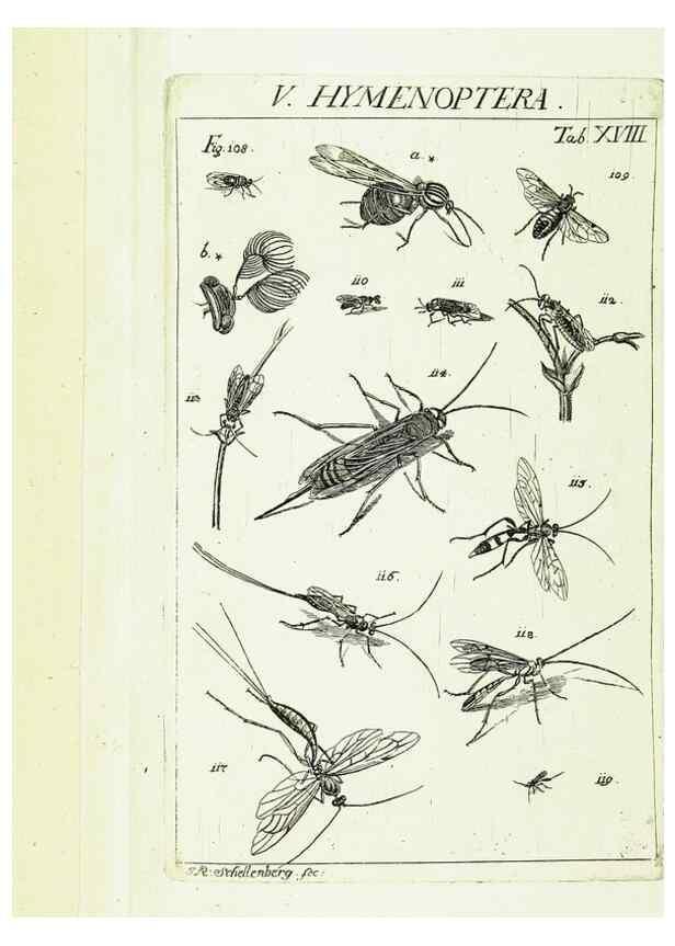Reproducción/Reproduction 9183938440: Die Kennzeichen der Insekten, nach Anleitung des Königl. schwed. Ritters und Leibarzts Karl Linnaeus, durch XXIV.. Zürich,Heidegger und comp.,1761.