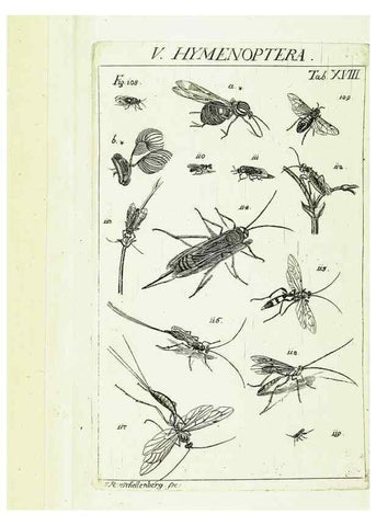 Reproducción/Reproduction 9183938440: Die Kennzeichen der Insekten, nach Anleitung des Königl. schwed. Ritters und Leibarzts Karl Linnaeus, durch XXIV.. Zürich,Heidegger und comp.,1761.