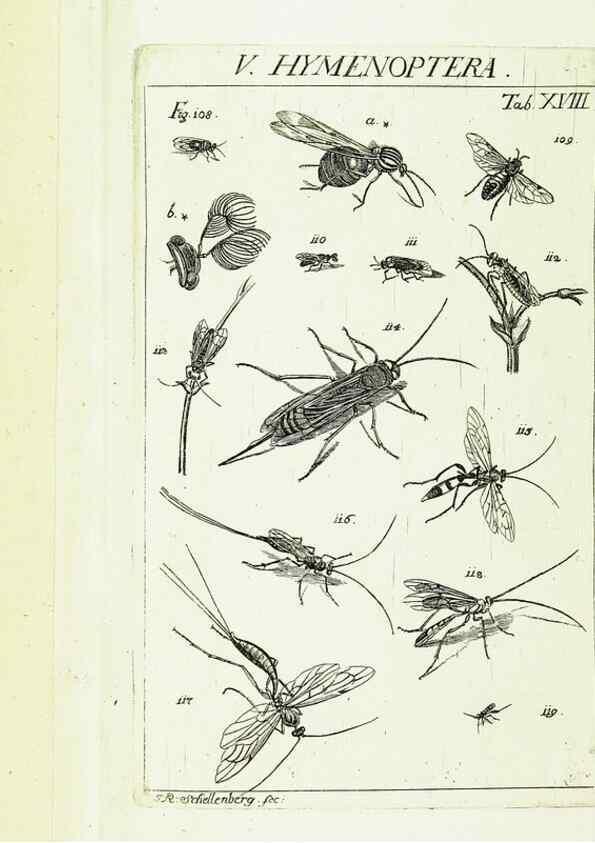 Reproducción/Reproduction 9183938440: Die Kennzeichen der Insekten, nach Anleitung des Königl. schwed. Ritters und Leibarzts Karl Linnaeus, durch XXIV.. Zürich,Heidegger und comp.,1761.