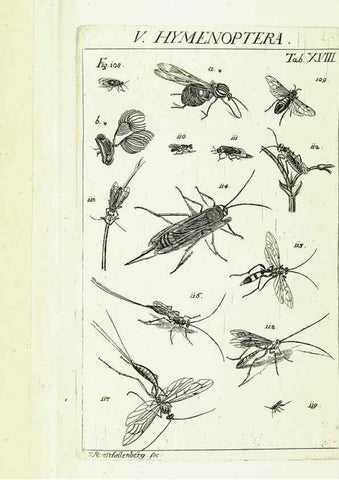 Reproducción/Reproduction 9183938440: Die Kennzeichen der Insekten, nach Anleitung des Königl. schwed. Ritters und Leibarzts Karl Linnaeus, durch XXIV.. Zürich,Heidegger und comp.,1761.