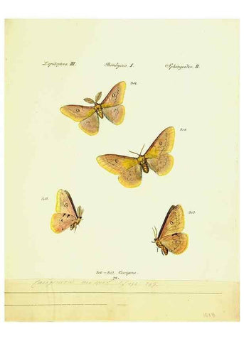 Reproducción/Reproduction 9099415617: Hübner's papilio. S.l. :s.n.,1796-1841
