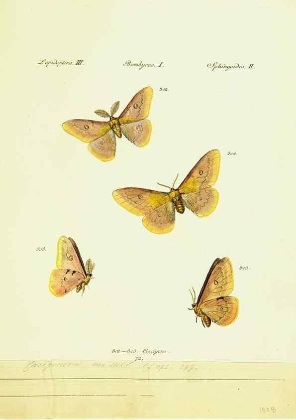 Reproducción/Reproduction 9099415617: Hübner's papilio. S.l. :s.n.,1796-1841