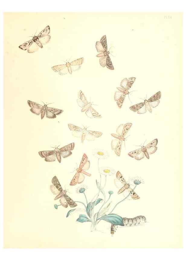 Reproducción/Reproduction 9216554782: British moths and their transformations.. London :W. Smith,1843-45.