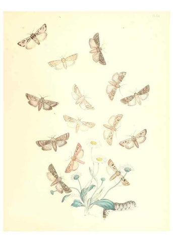 Reproducción/Reproduction 9216554782: British moths and their transformations.. London :W. Smith,1843-45.