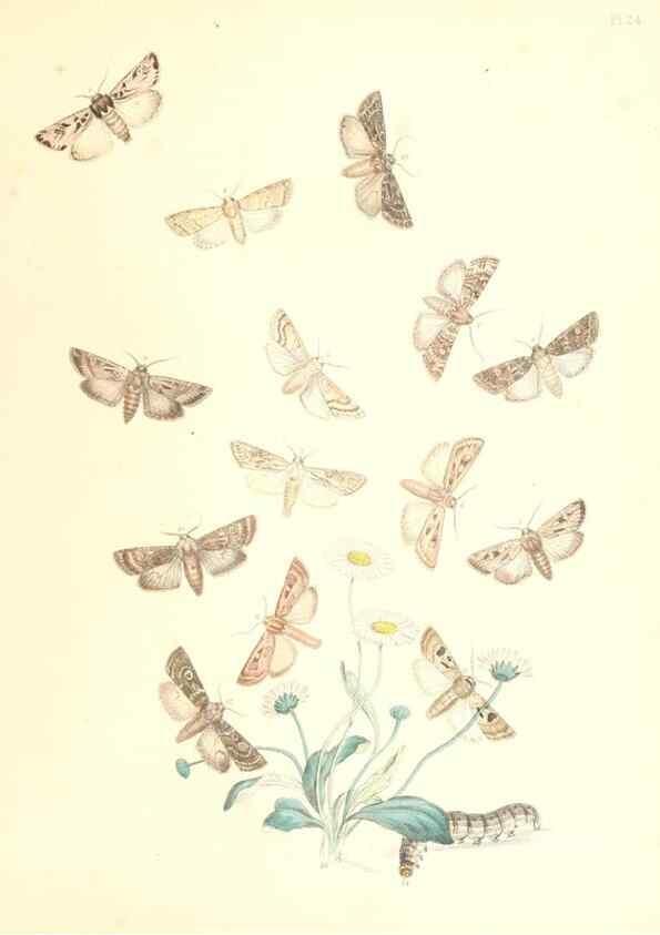 Reproducción/Reproduction 9216554782: British moths and their transformations.. London :W. Smith,1843-45.