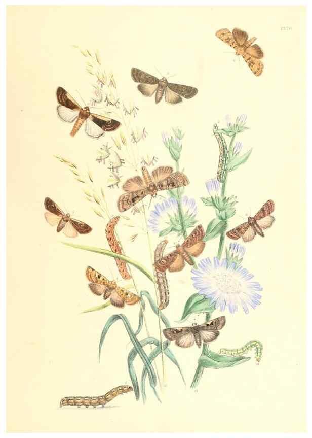 Reproducción/Reproduction 9216556952: British moths and their transformations.. London :W. Smith,1843-45.