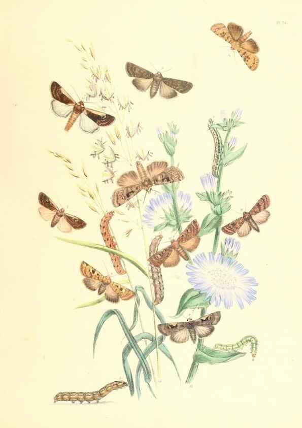 Reproducción/Reproduction 9216556952: British moths and their transformations.. London :W. Smith,1843-45.