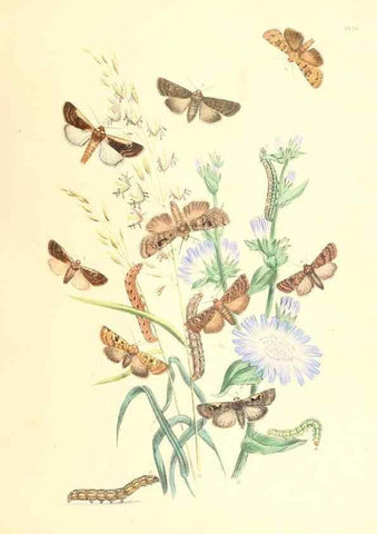 Reproducción/Reproduction 9216556952: British moths and their transformations.. London :W. Smith,1843-45.