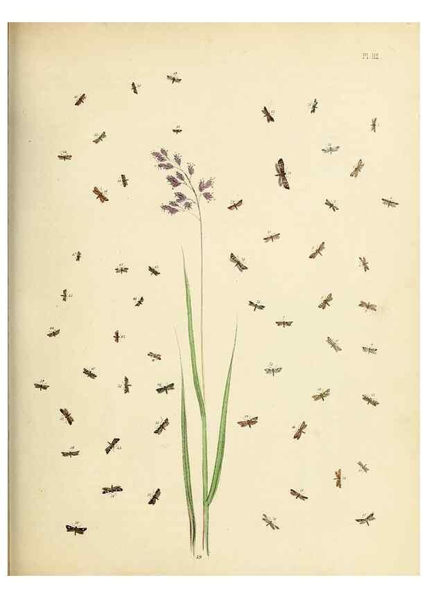 Reproducción/Reproduction 9219090798: British moths and their transformations.. London :W. Smith,1843-45.