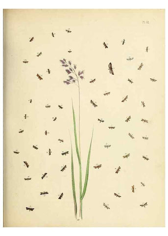 Reproducción/Reproduction 9219090798: British moths and their transformations.. London :W. Smith,1843-45.