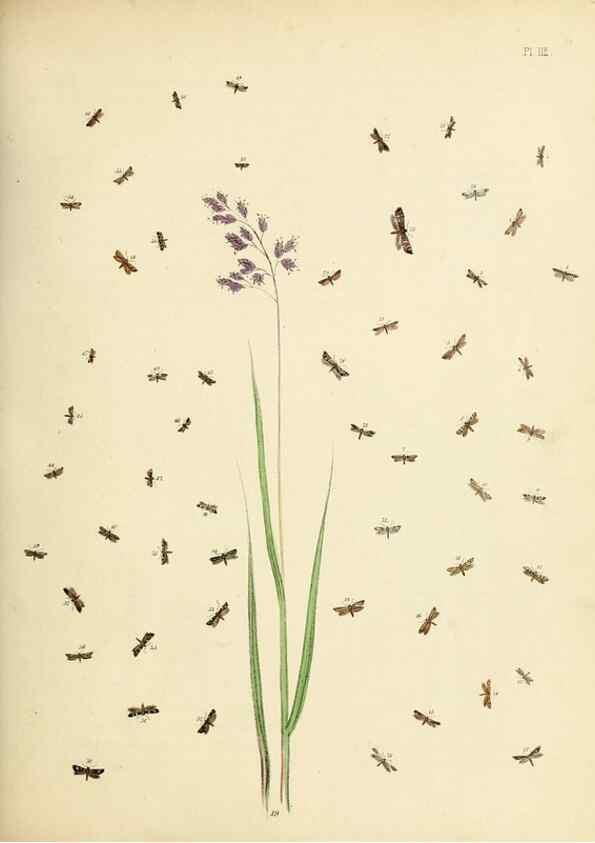 Reproducción/Reproduction 9219090798: British moths and their transformations.. London :W. Smith,1843-45.