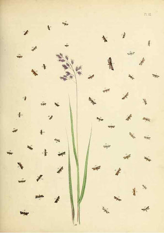 Reproducción/Reproduction 9219090798: British moths and their transformations.. London :W. Smith,1843-45.