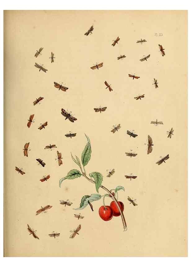 Reproducción/Reproduction 9216318413: British moths and their transformations.. London :W. Smith,1843-45.