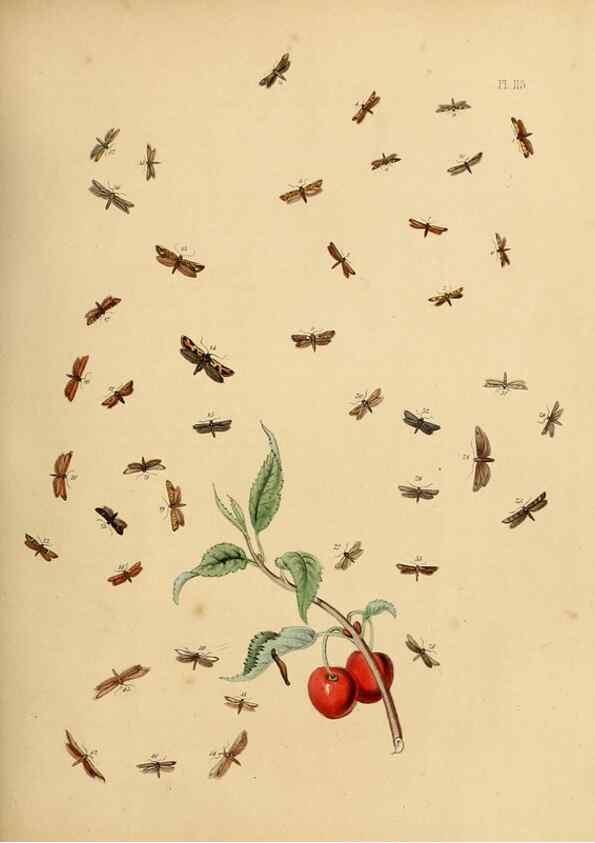 Reproducción/Reproduction 9216318413: British moths and their transformations.. London :W. Smith,1843-45.