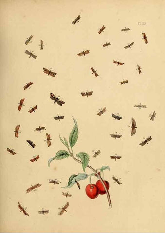 Reproducción/Reproduction 9216318413: British moths and their transformations.. London :W. Smith,1843-45.