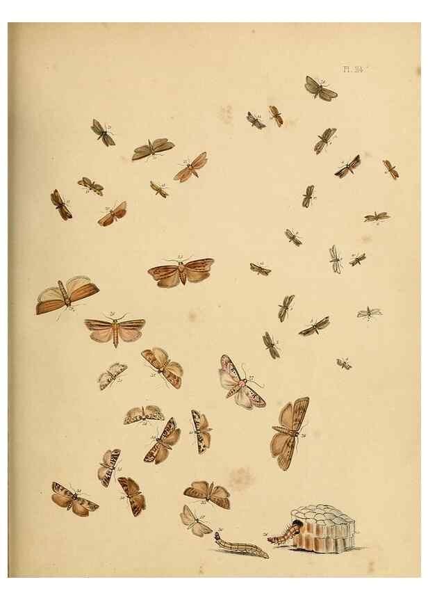 Reproducción/Reproduction 9216319729: British moths and their transformations.. London :W. Smith,1843-45.