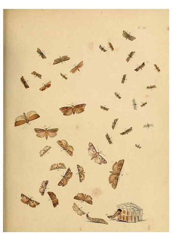Reproducción/Reproduction 9216319729: British moths and their transformations.. London :W. Smith,1843-45.