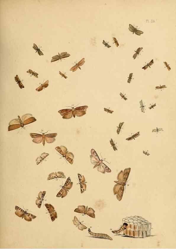 Reproducción/Reproduction 9216319729: British moths and their transformations.. London :W. Smith,1843-45.