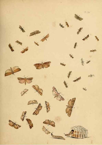 Reproducción/Reproduction 9216319729: British moths and their transformations.. London :W. Smith,1843-45.
