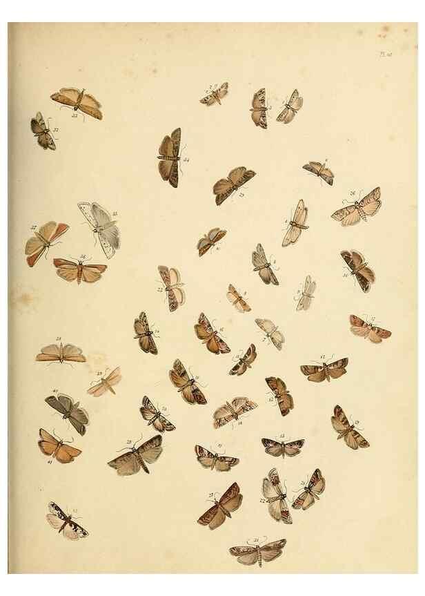 Reproducción/Reproduction 9219094538: British moths and their transformations.. London :W. Smith,1843-45.