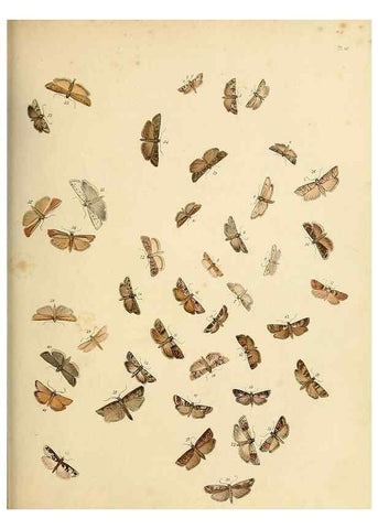 Reproducción/Reproduction 9219094538: British moths and their transformations.. London :W. Smith,1843-45.
