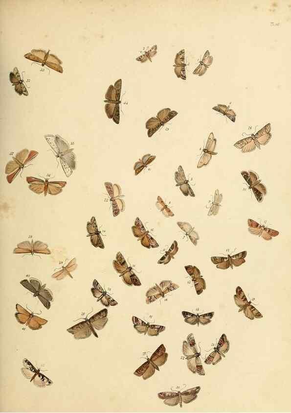 Reproducción/Reproduction 9219094538: British moths and their transformations.. London :W. Smith,1843-45.