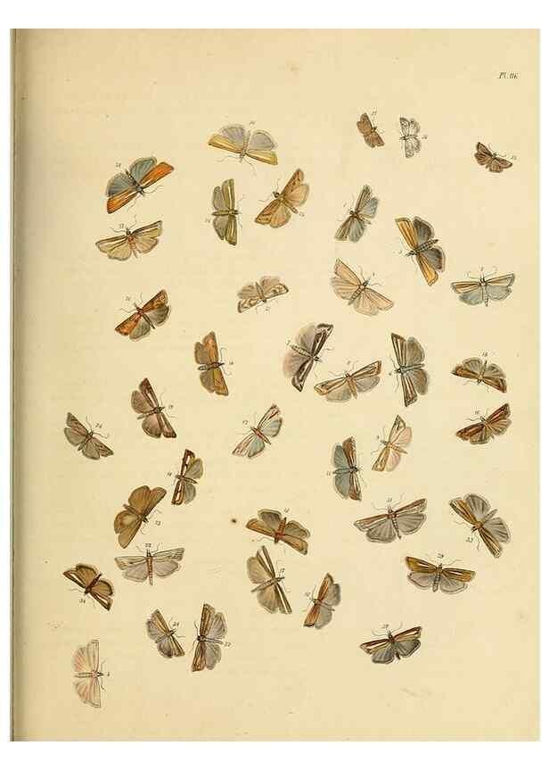 Reproducción/Reproduction 9216321997: British moths and their transformations.. London :W. Smith,1843-45.