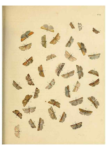 Reproducción/Reproduction 9216321997: British moths and their transformations.. London :W. Smith,1843-45.