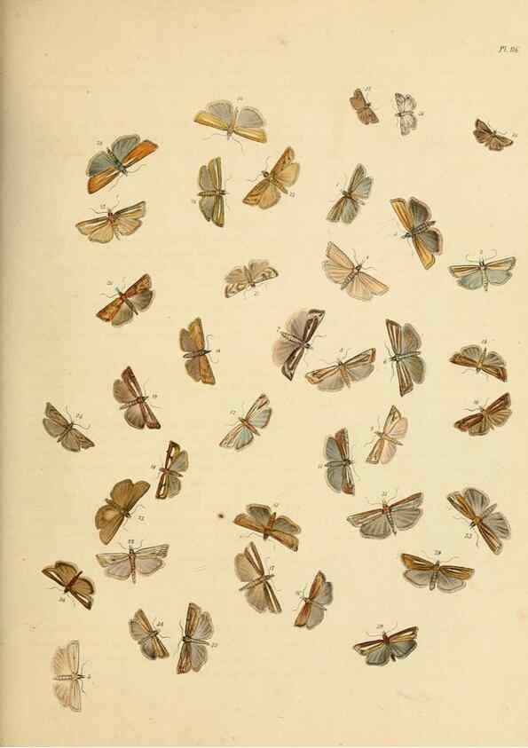Reproducción/Reproduction 9216321997: British moths and their transformations.. London :W. Smith,1843-45.