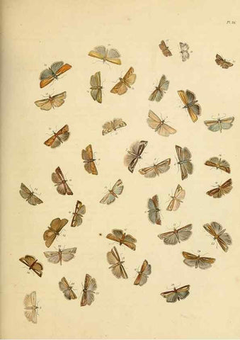 Reproducción/Reproduction 9216321997: British moths and their transformations.. London :W. Smith,1843-45.